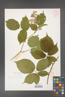 Rubus hirtus [KOR 32295a]
