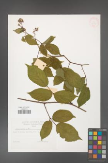 Rubus hirtus [KOR 32263]