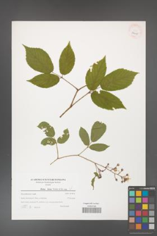 Rubus hirtus [KOR 39615]
