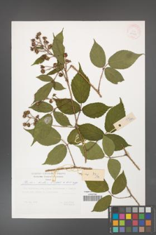 Rubus hirtus [KOR 29503]