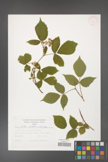 Rubus hirtus [KOR 29446]