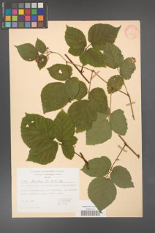 Rubus hirtus [KOR 31246]