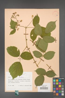 Rubus hirtus [KOR 31367a]