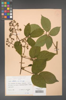 Rubus hirtus [KOR 25523]