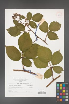 Rubus hirtus [KOR 39635]