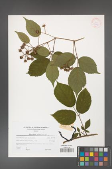 Rubus hirtus [KOR 38961]