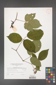 Rubus hirtus [KOR 38804]