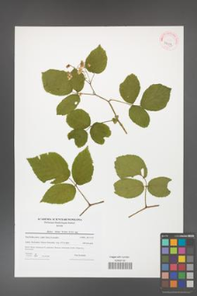 Rubus hirtus [KOR 42373]