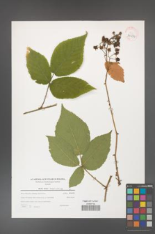 Rubus hirtus [KOR 39659]