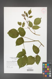 Rubus hirtus [KOR 42257]