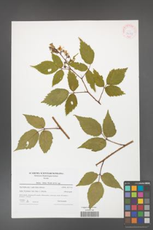 Rubus hirtus [KOR 42377]