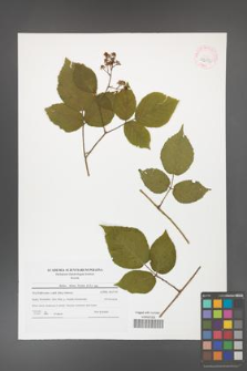 Rubus hirtus [KOR 42032]