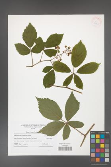 Rubus hirtus [KOR 41820]