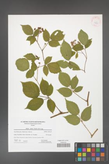 Rubus hirtus [KOR 42281]