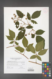 Rubus hirtus [KOR 41589]