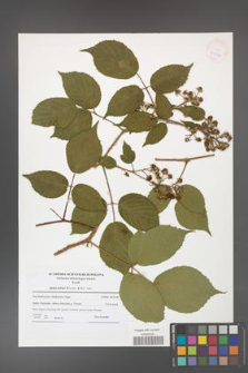 Rubus hirtus [KOR 41590]
