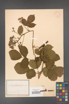 Rubus hystrix [KOR 18470a]