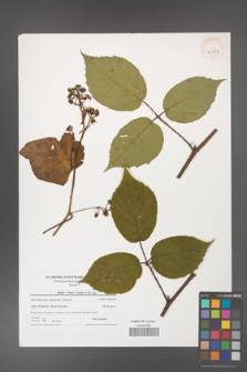 Rubus hirtus [KOR 40987]