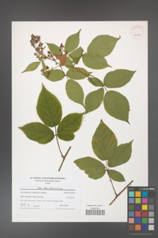 Rubus hirtus [KOR 40991]