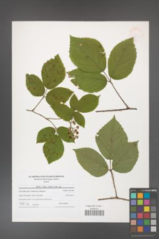 Rubus hirtus [KOR 41254]