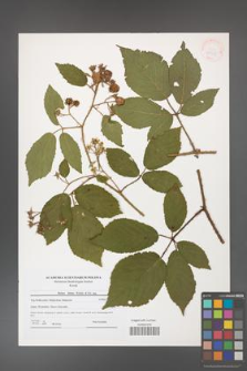 Rubus hirtus [KOR 41251]
