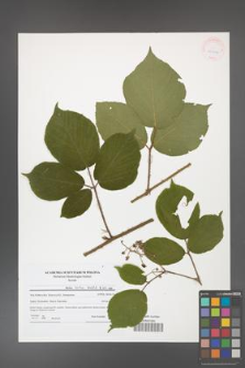 Rubus hirtus [KOR 41904]