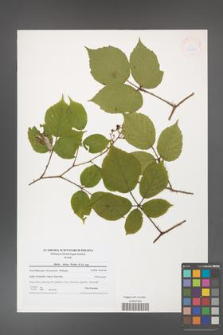 Rubus hirtus [KOR 41248]