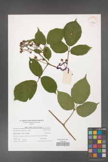 Rubus hirtus [KOR 40969]
