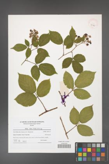 Rubus hirtus [KOR 40963]