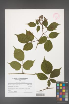 Rubus hirtus [KOR 44540]