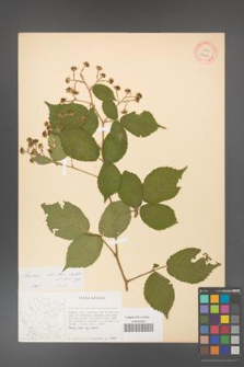 Rubus hirtus [KOR 27068]