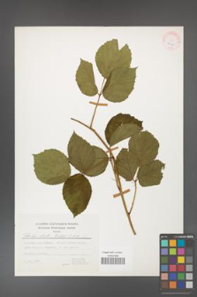 Rubus hirtus [KOR 25125]