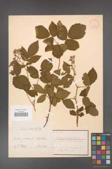 Rubus hirtus [KOR 18477a]