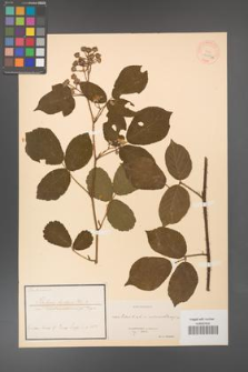 Rubus hirtus [KOR 18475a]