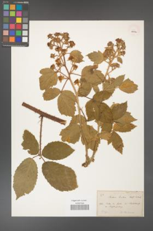 Rubus hirtus [KOR 18473a]
