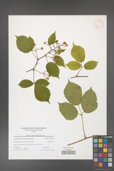 Rubus hirtus [KOR 40651]