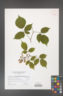 Rubus hirtus [KOR 40673]