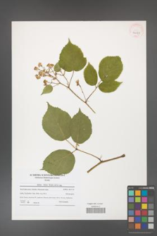 Rubus hirtus [KOR 40677]
