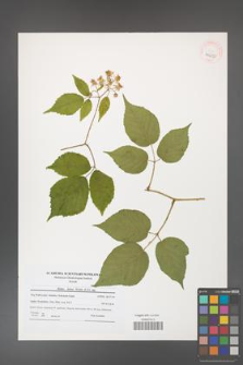 Rubus hirtus [KOR 40650]