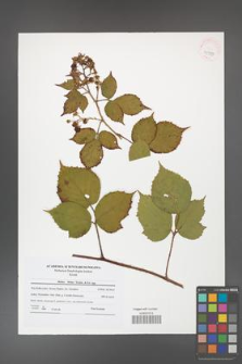 Rubus hirtus [KOR 41995]