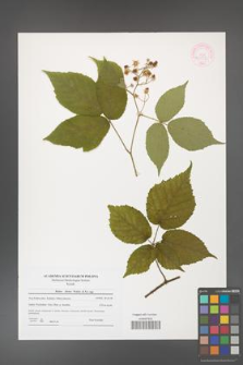 Rubus hirtus [KOR 44555]