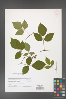 Rubus hirtus [KOR 40634]