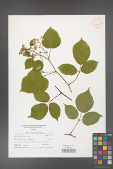 Rubus hirtus [KOR 40624]