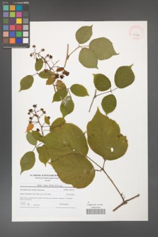 Rubus hirtus [KOR 41053]