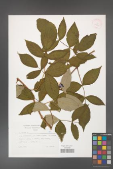Rubus idaeus [KOR 29807]
