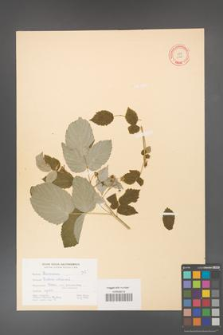Rubus idaeus [KOR 10827]