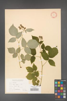 Rubus idaeus [KOR 10816]