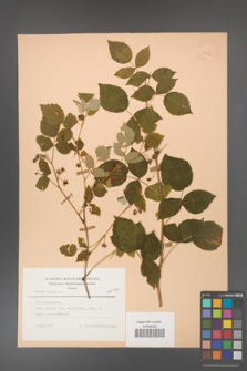 Rubus idaeus [KOR 23449]