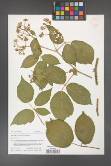Rubus iseranus [KOR 47762]