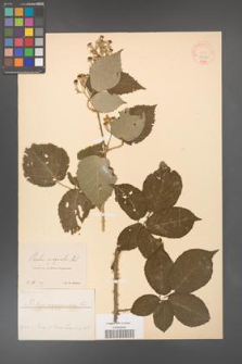 Rubus inaegualis [KOR 18483]